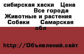 l: сибирская хаски › Цена ­ 10 000 - Все города Животные и растения » Собаки   . Самарская обл.